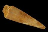 Fossil Pterosaur (Siroccopteryx) Tooth - Morocco #134667-1